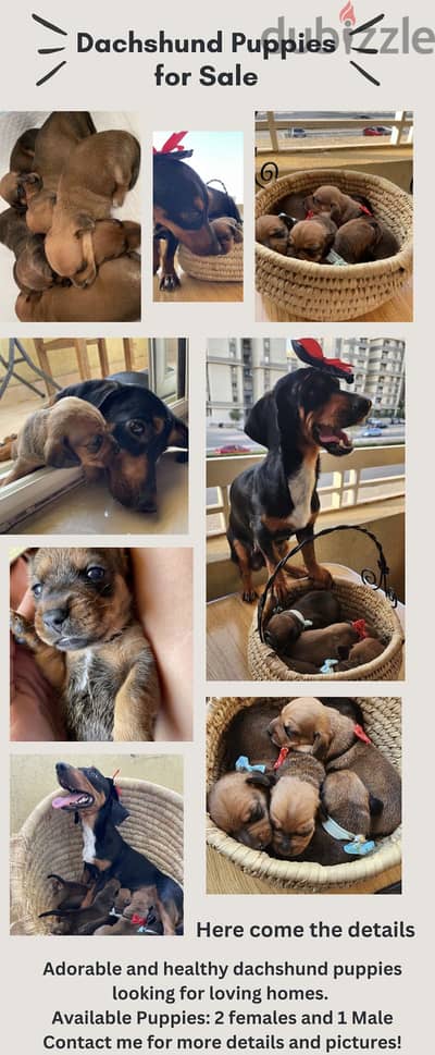 Dachshund Male Puppy