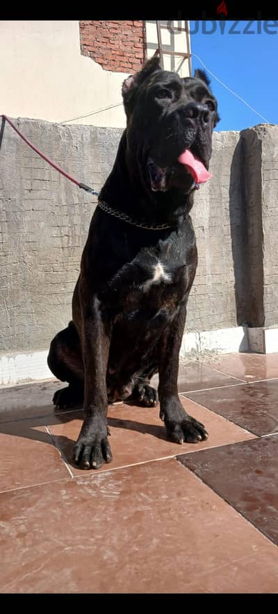 أقوى نتايه كين كرسو ١٢ شهر
