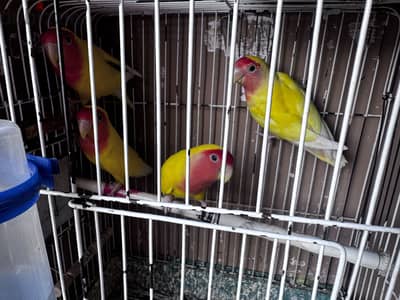 قص كوكتيل وقص روز و٤ روز ولادهم من سنه شغالين