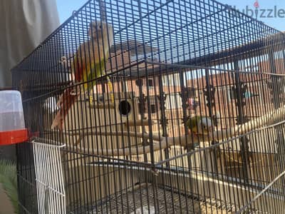 زوج هاي ريد كونيور شغال بالضمان High Red Pineapple Conure