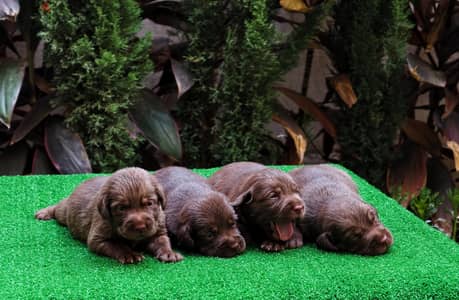 Labrador chocolate Males ( Imported Father from ukraine)