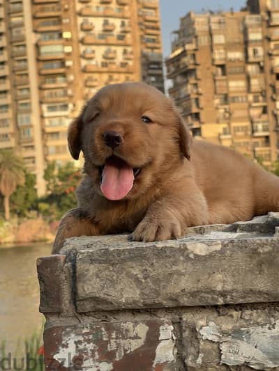 Golden retriever puppy  vaccination