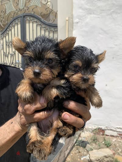 Yorkshire puppies top quality