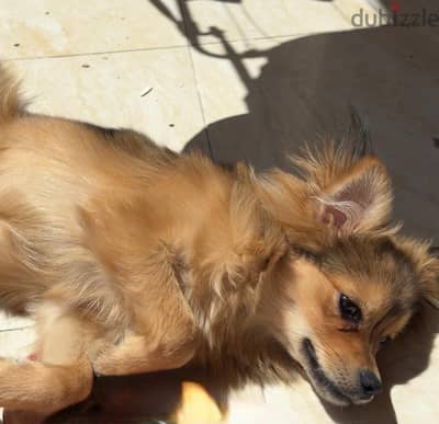 Tofi 7months male