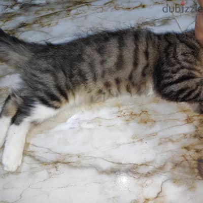 قط ذكر شيرازي هيمالايا