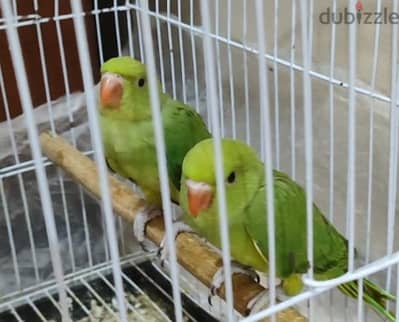 دره تاكيل يدوي