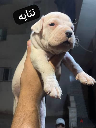 أجمل جراري أمريكان بولي xl