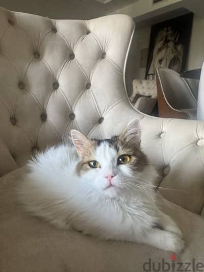 Two female cats are available for adoption