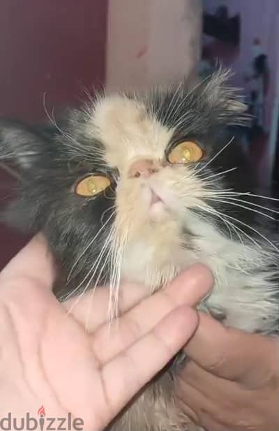 قطه سنه ونص كاليكو