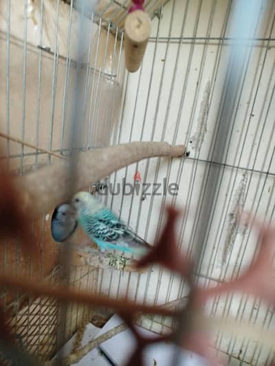 ٣أناث وذكرين شغالين للبدل بجوز روز