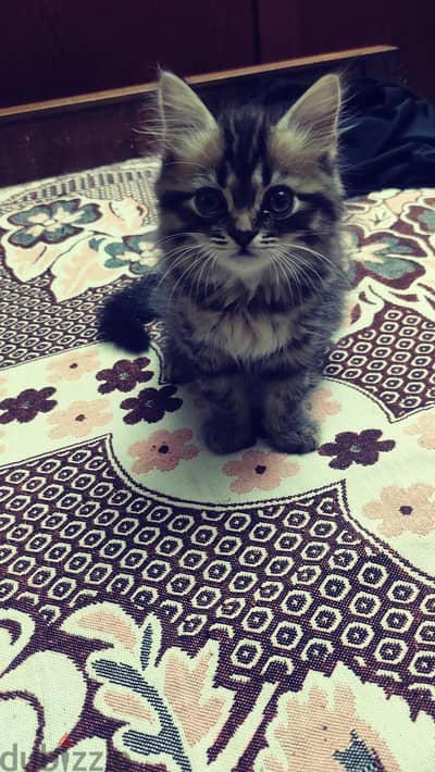 قط شيرازي بيور