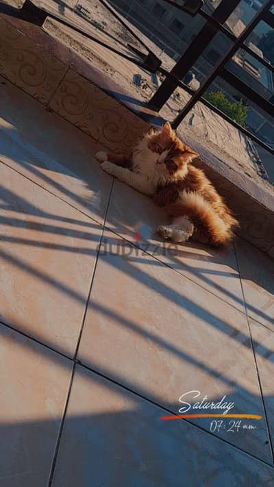 قط شيرازي بيور