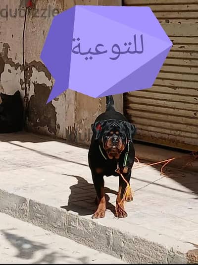 اقرأ الاعلان