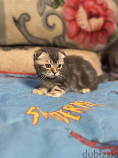 Scottish fold and straight cats قطط سكوتش فولد و ستريت