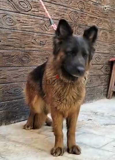 نتاية ملونه جيرمن شيبرد