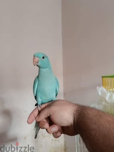 ذكر دره بلو