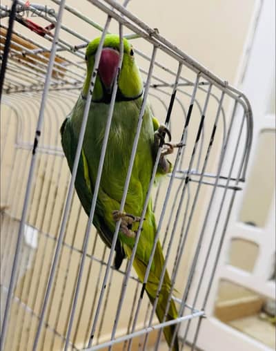 دره هندي