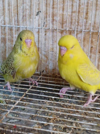 زوج انصاص انجليزى نتايه لاسوينج و زكر اسبليت لاس