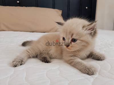 قطط شيرازي وهيمالايا