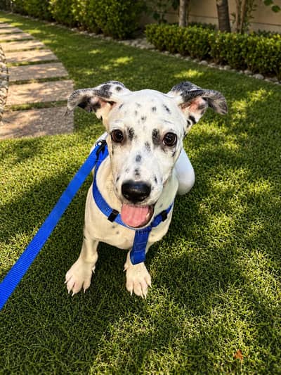 Dalmation dog
