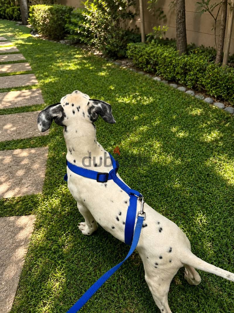Dalmation dog 1