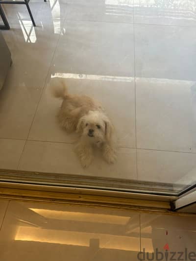 Havanese / 6 months