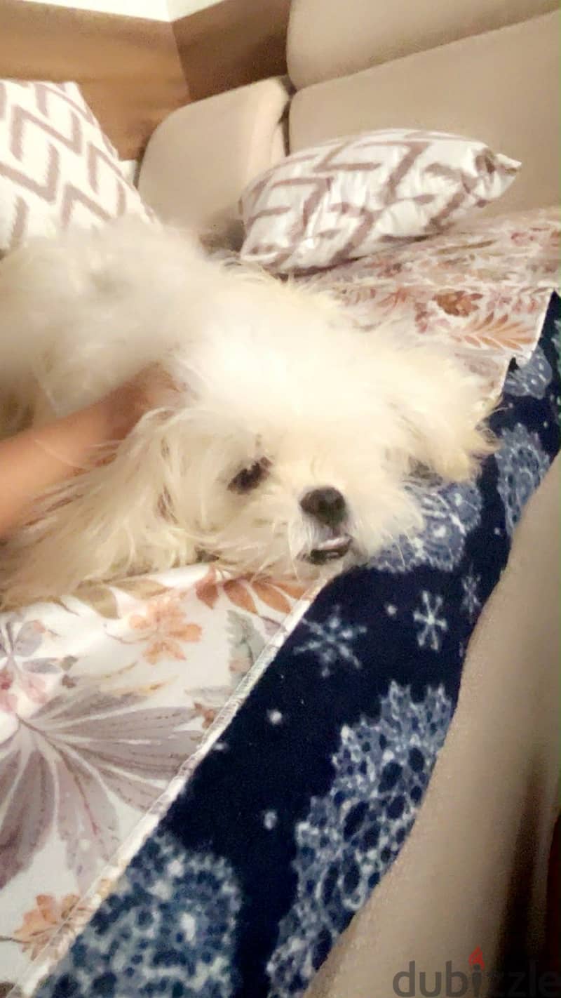 Havanese / 6 months 1