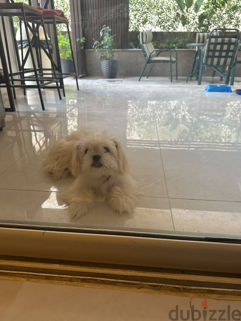 Havanese / 6 months 2