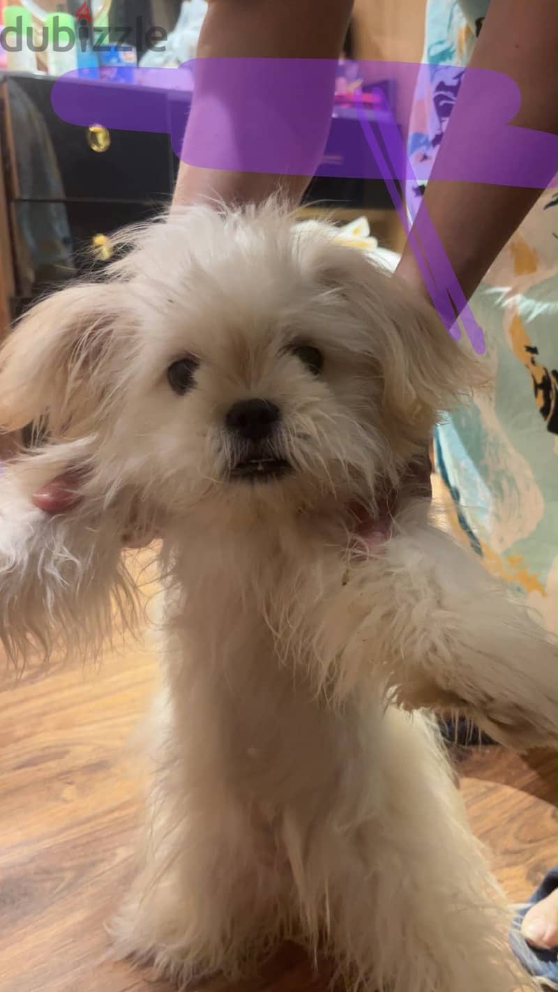 Havanese / 6 months 3