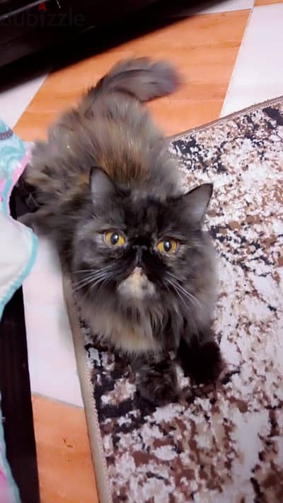 للبيع – قطة بيرشن أنثى 