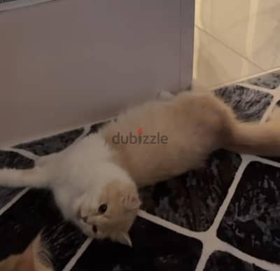 قطه شيراز حامل من ذكر زورار