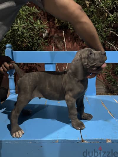 Cane corso italiano