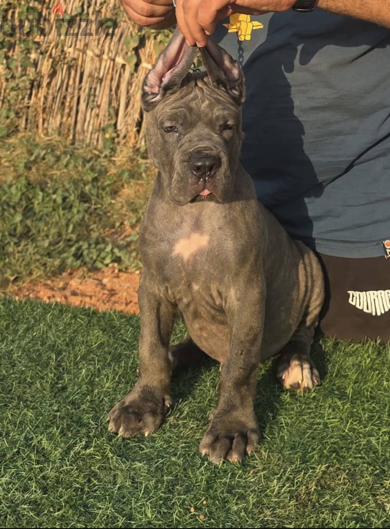 Cane corso italiano 1