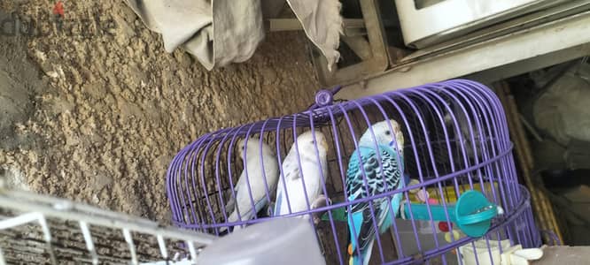 3 طيور بادجي