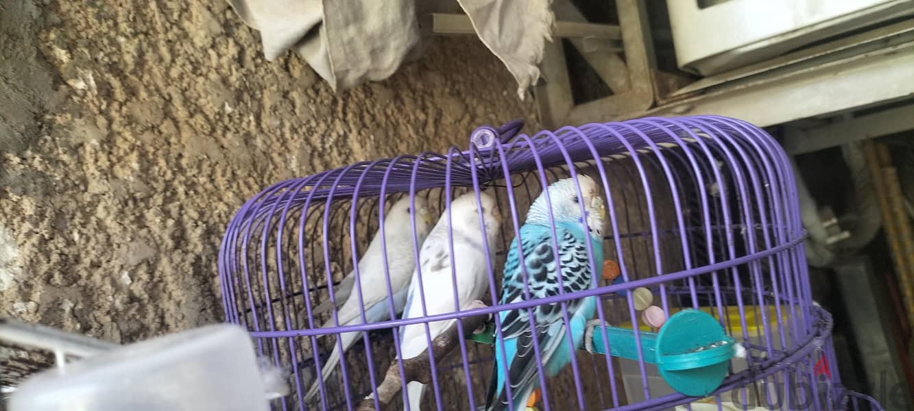 3 طيور بادجي 2