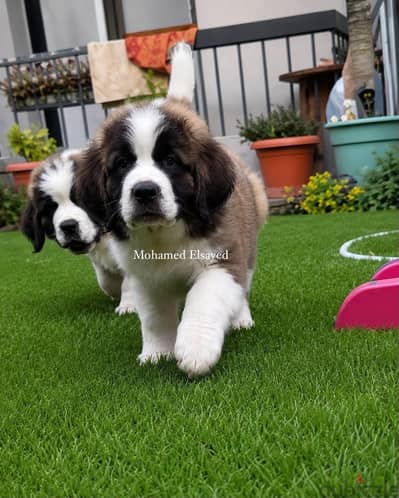 افضل جراوي سانت برنارد . . saint bernard puppies