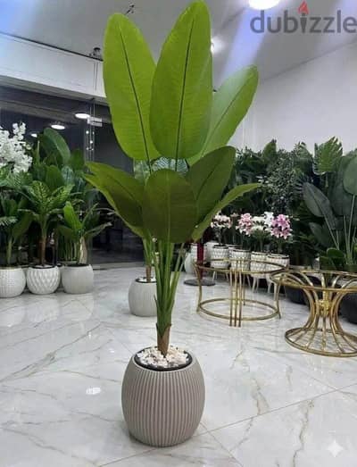شجره للبيع لانها. طلعت كبيره عندى ف اسكندريه