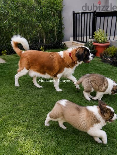 انثي سانت برنارد . . female saint bernard