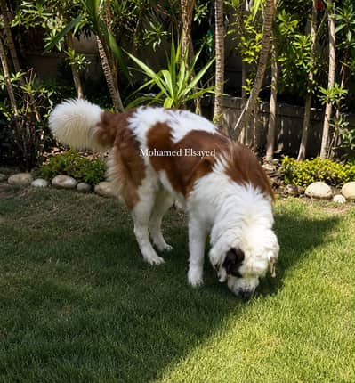 انثي سانت برنارد . . female saint bernard
