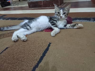 القط مشمش القمر