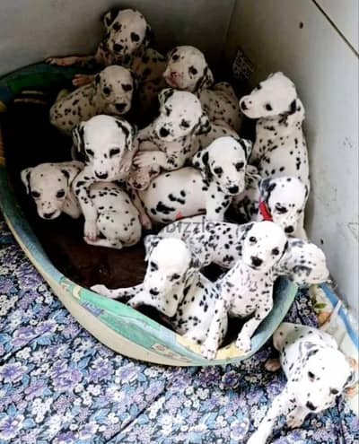 Dalmatian puppy female from Russia