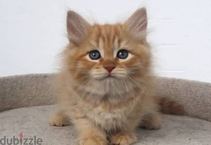 Siberian kitten boy from Russia