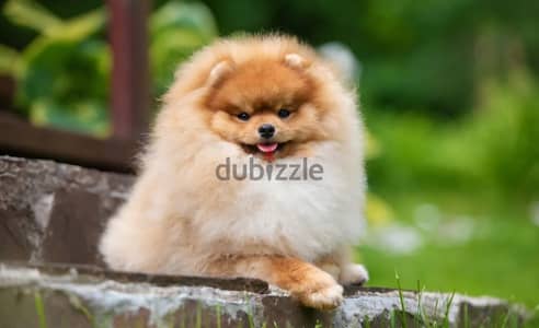 Pomeranian puppy boy from Russia
