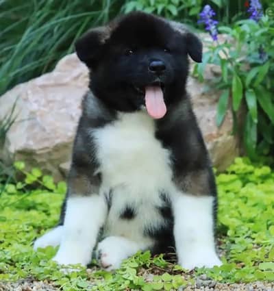 American Akita puppy boy from Russia