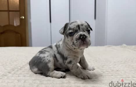 French bulldog puppy female from Russia