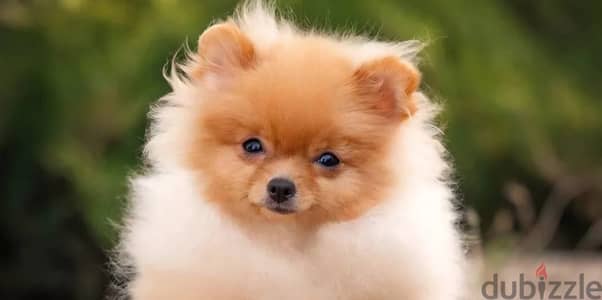 Pomeranian puppy female from Russia