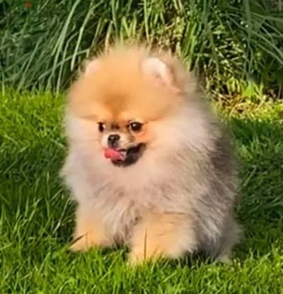 Pomeranian puppy female from Russia
