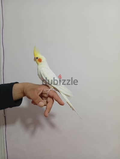 مطلوب ذكر  كوكتيل مدرب واليف  اي نوع