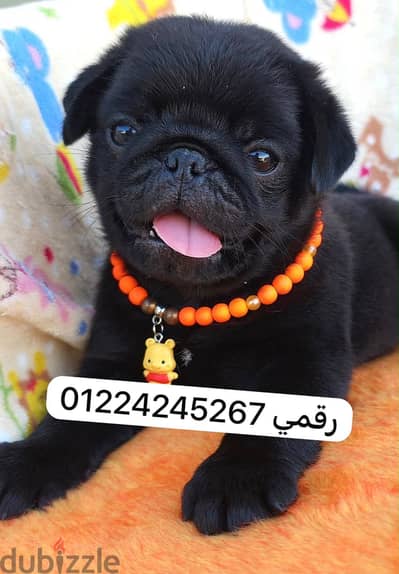 Black pug