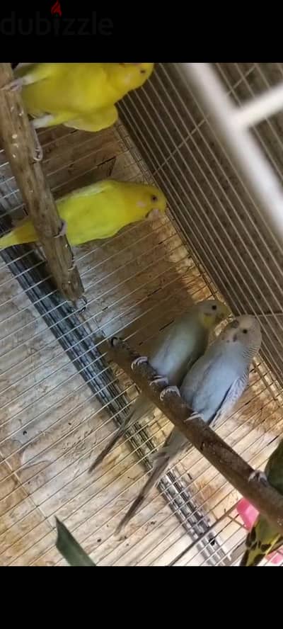 بسم الله ما شاء الله جوزين استرالي تحفه